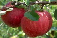 Pomme gala (récolte 2021