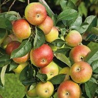 Pomme reine des reinettes (récolte  2019 ) )