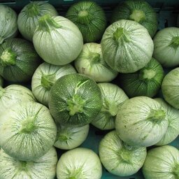 Courgettes rondes