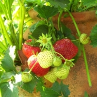 Compotée de fraise rhubarbe