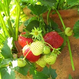 Compotée de fraise rhubarbe