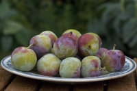 Délice de reine-claude