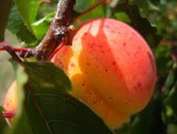 Délice d'abricot