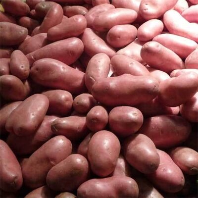 Pommes de terre roseval