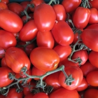 Tomates