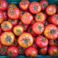 Tomates coeur de boeuf