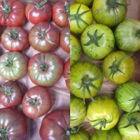 Tomates anciennes