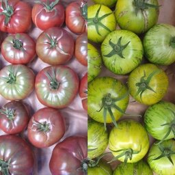 Tomates anciennes