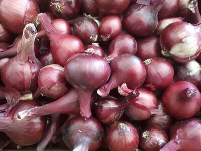 Oignons rouges