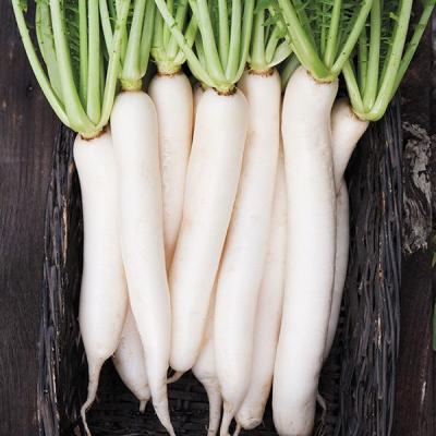 Radis long blanc nouvelle récolte