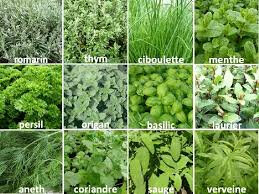 Aromatique bio thym