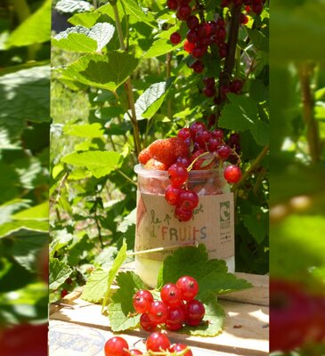Le petit pot de fruit groseille