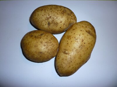 Pomme de terre samba