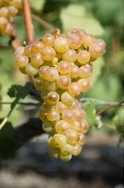 Raisin: chasselas blanc en 500g
