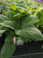 Digitale à fleurs pourpre en pot de 3l