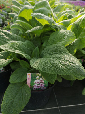 Digitale à fleurs pourpre en pot de 3l