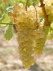 Raisins blancs