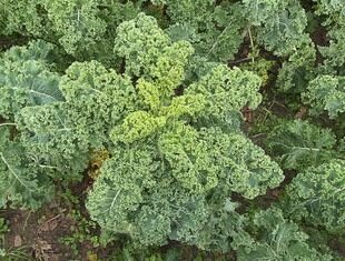 Chou kale