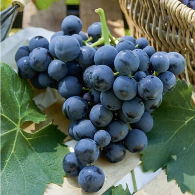 Raisin noir alphonse lavallée