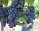 Raisin noir alphonse lavallée - image 2