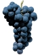 Raisin noir alphonse lavallée - image 3