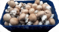 Champignons de paris bruns - poche de 1kg