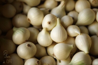 Oignon blanc