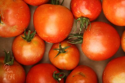 Tomates grappes rouges, plein champ