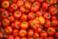 Tomates,plein champ, pour coulis