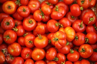 Tomates,plein champ, pour coulis