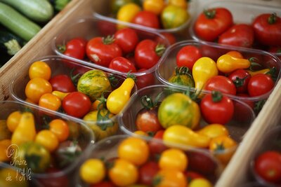 Tomates cerises, rouges ou mix,  plein champ