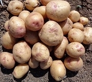 Pommes de terre a chair ferme - sac de 5 kg