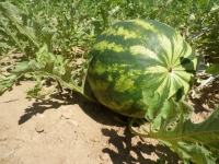 Pastèque plein champ