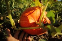 Potiron rouge vif d'estampes, plein champ