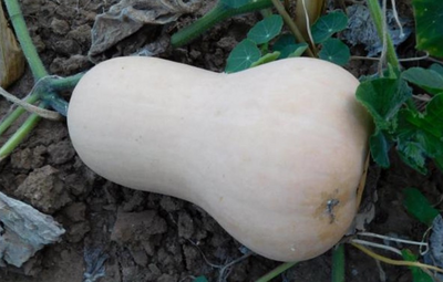 Courge butternut, plein champ