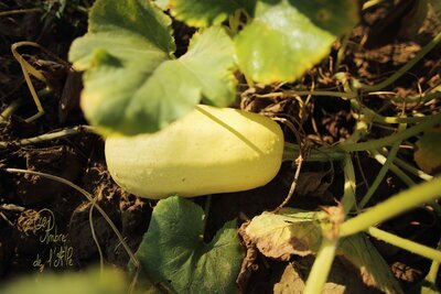 Courge spaghetti, plein champ