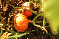 Potimaron, plein champ