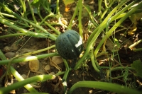 Courge acorn, plein champ