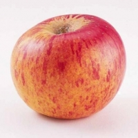 2 kg pommes reine des reinettes bio