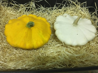 Patisson petite taille