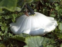 Pâtisson blanc -0.7kg