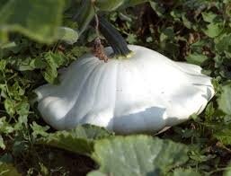 Pâtisson blanc -0.7kg