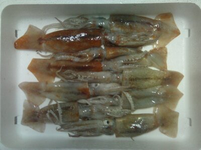 Encornet rouge 1kg