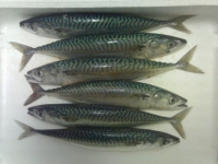 Maquereau moyen 1kg (de 110 gr à 200 gr pièce environ)