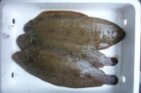 Sole 0,5 kg (1 à 2 pièces)