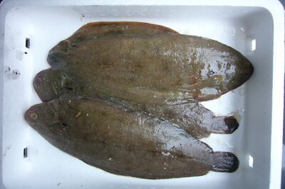 Sole 0,5 kg (1 à 2 pièces)