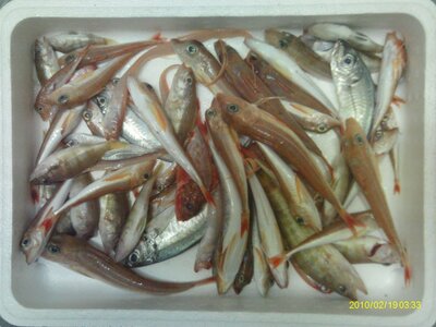 Poisson pour la soupe 1 kg (grondin, serran, cépole, etc...)