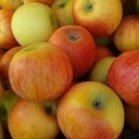 Pomme reine des reinettes