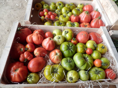 Tomates  anciennes, plein champ