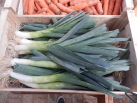 Poireau, plein champ